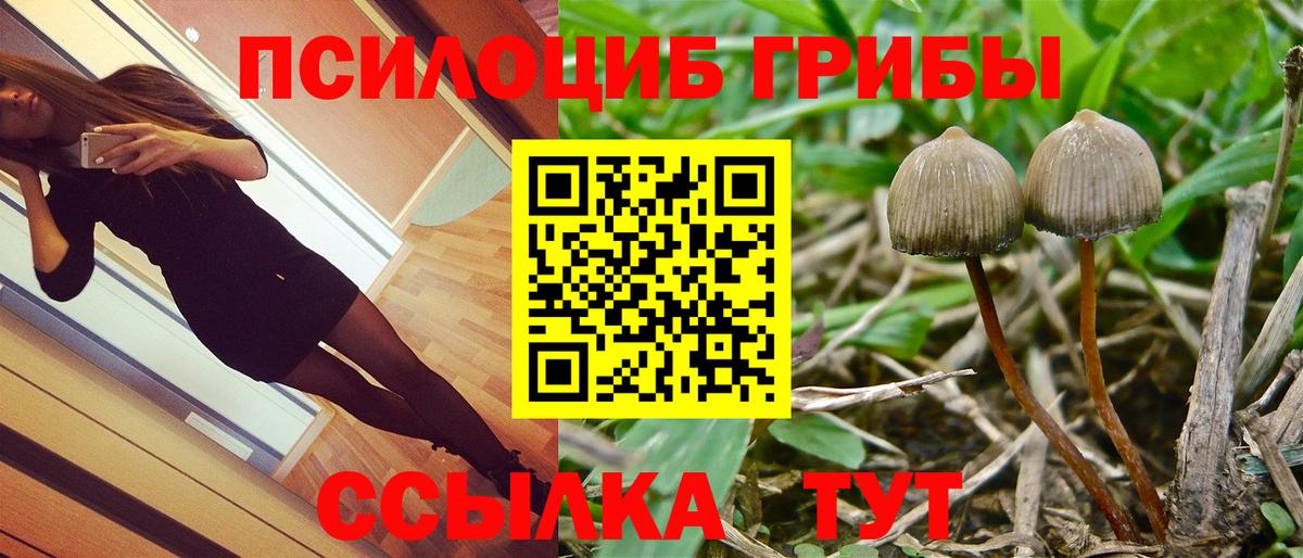 Псилоцибиновые грибы Psilocybe  Вход с VPN  Камышлов  Псилоцибиновые грибы MAGIC MUSHROOMS 